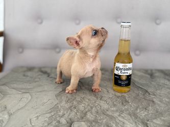 Coronita para losamantes de los mini