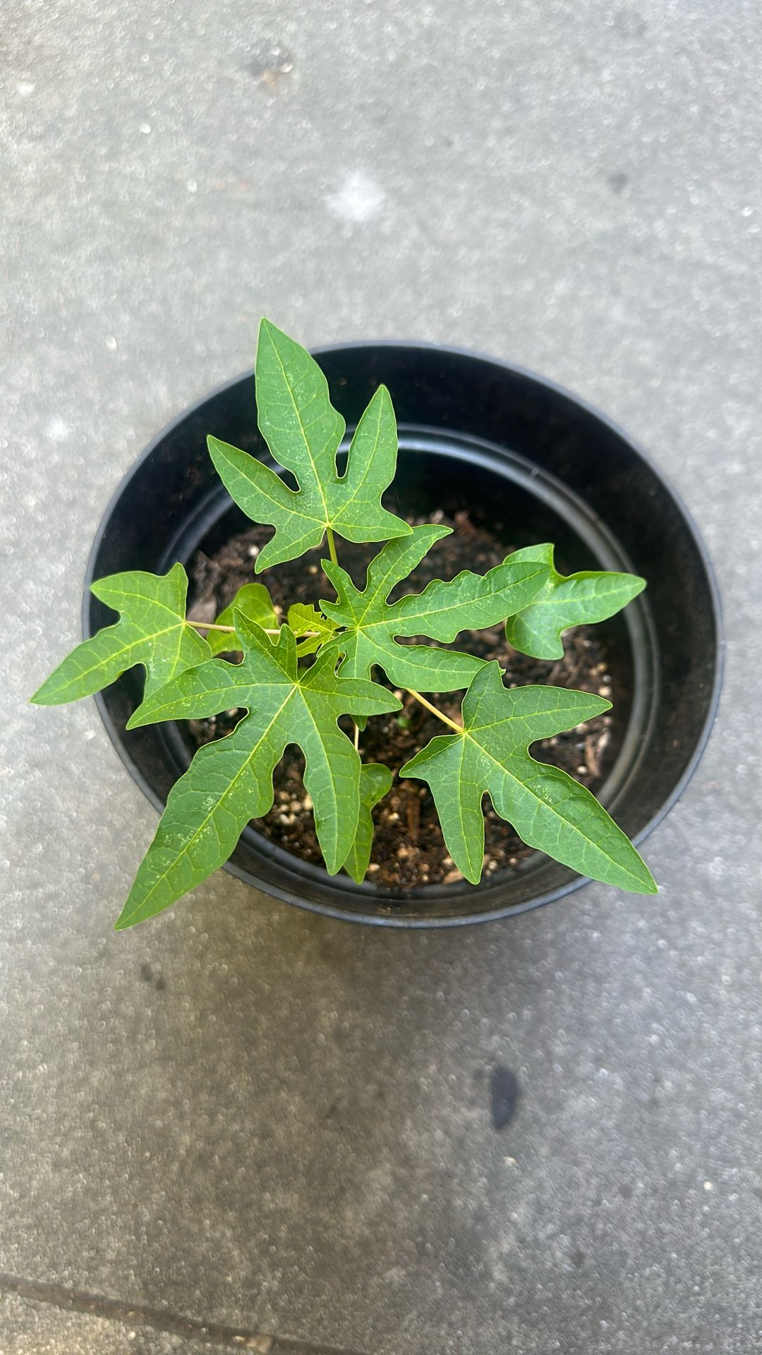 Papaya plant