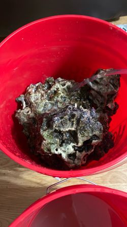Saltwater live rock 50lbs
