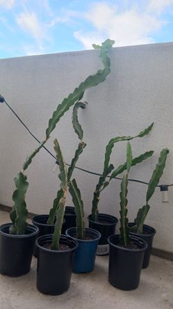 Dragon Fruit