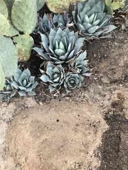 Nice Agave