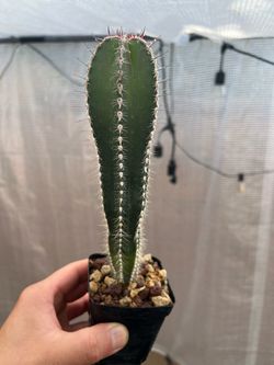 Mexican Pole cactus