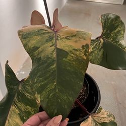 Strawberry Shake Philodendron 