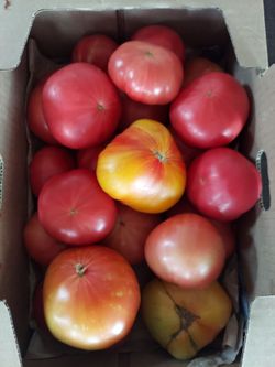 Heirloom and Italian Giannie tomatoes