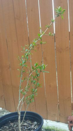 Pomegranate Tree plant 2 years old 2+ feet