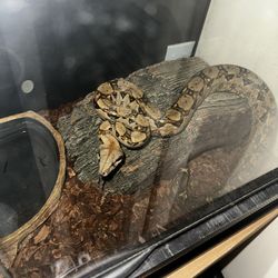 Red Tail Boa, Plus Tank And Decorations