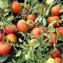 Organic Russian Early Sweet  Agata Tomato Plants 
