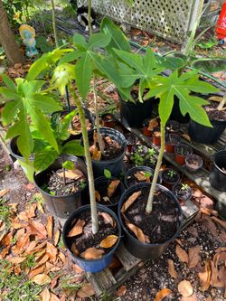 Papaya Trees
