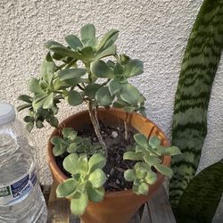 Haworths Aeonium Succulent Plant