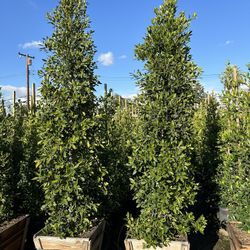 Ficus Nitida Indian Laurel Privacy Hedge