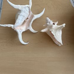 Conch Shells