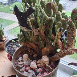 Cactus Set Plant