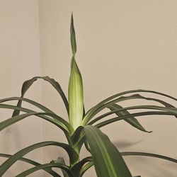 INDOOR. PLANT.  