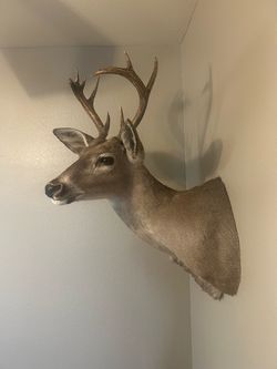 taxidermy deer mount