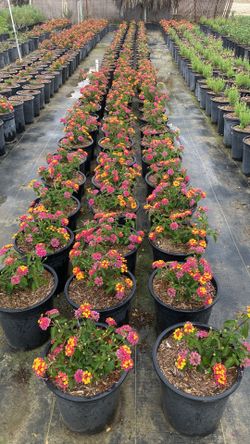 Clearance! Compact Irene lantana 5 gallons