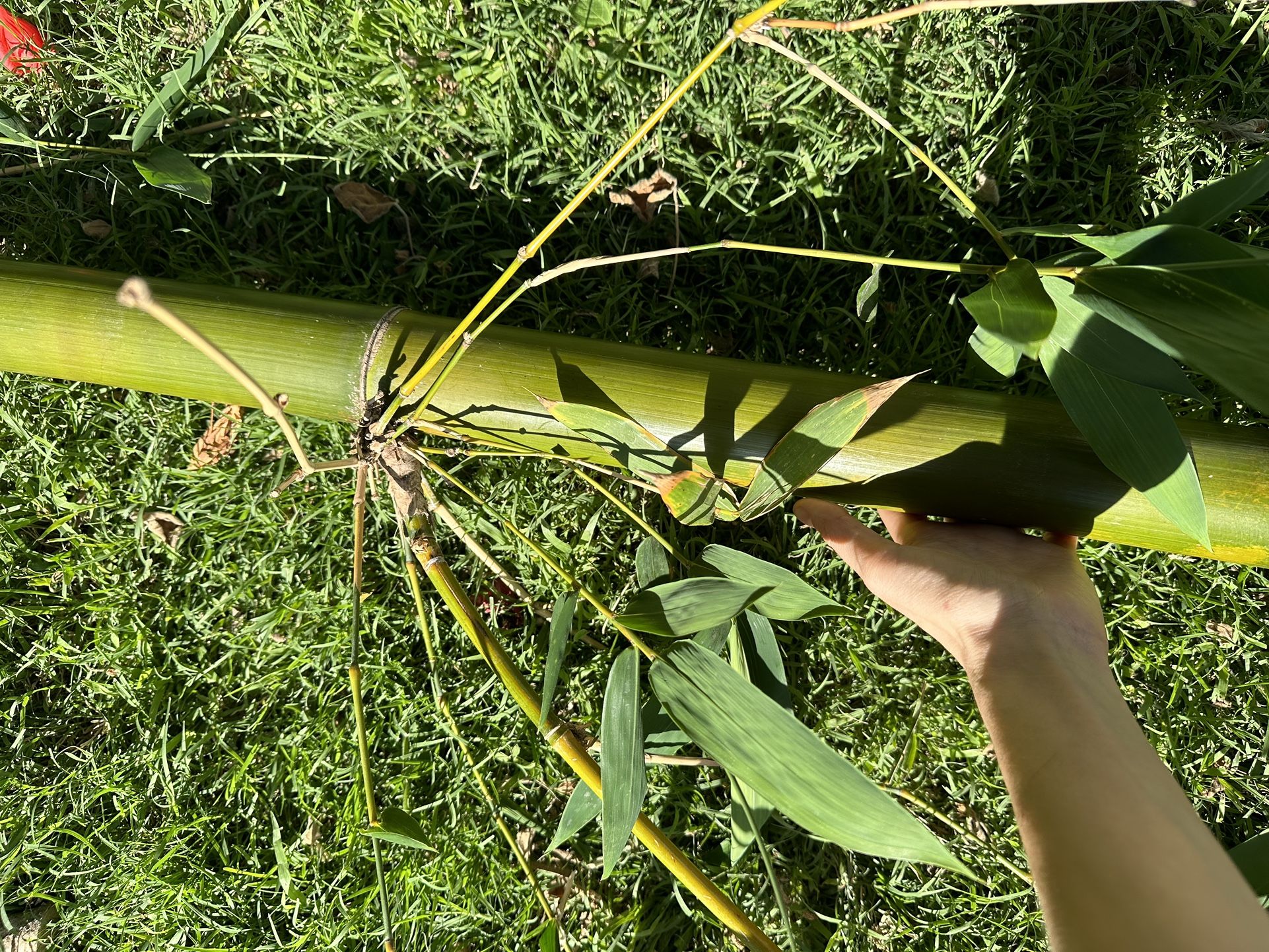 Fresh Bamboo Poles - 20 To 30 Feet Tall Each