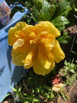 Hibiscus