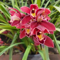 Huge  Orchid  Plant(Simply  Cymbidium)