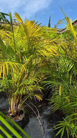Arecas Palms 6 feet Tall.  Instant privacy