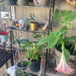 Angel Trumpet 