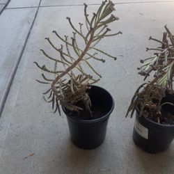 Mother Of A Thousand