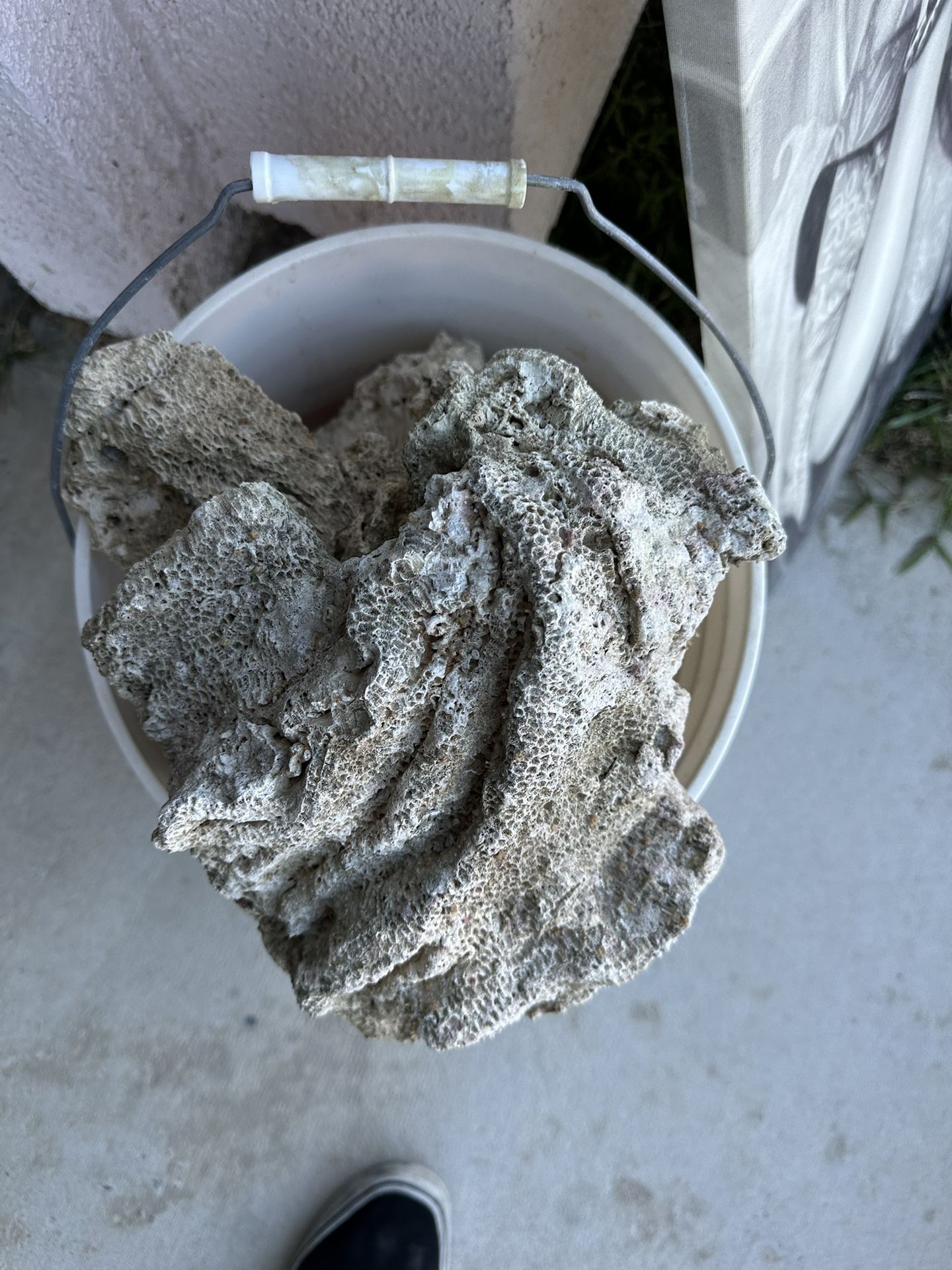 Reef Rock