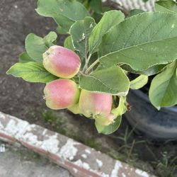Apple Tree Bearing Apples 2 Times A Year 