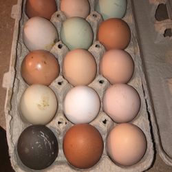 Chicken. Duck And Turkey Eggs 