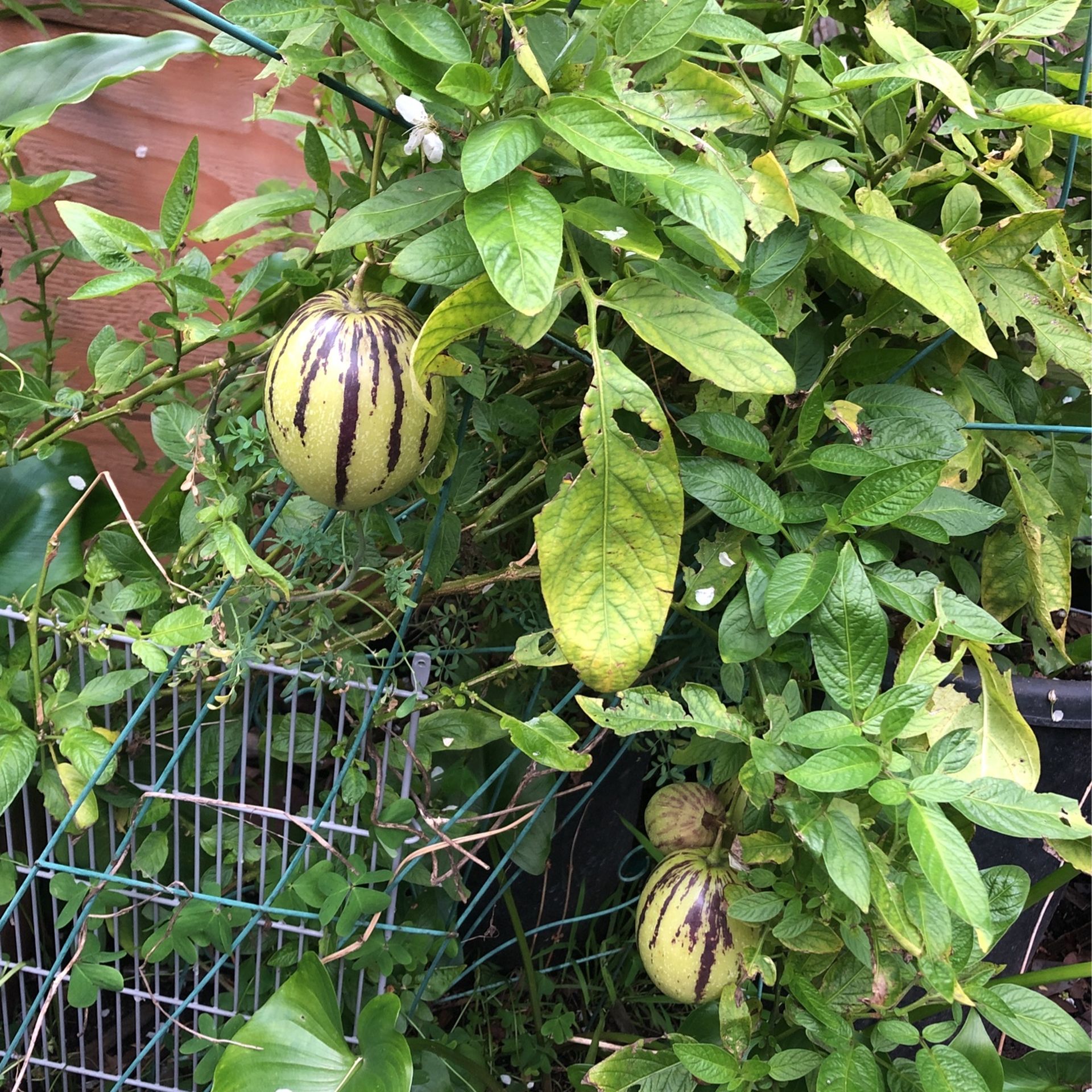 Melon De Arbol Planta