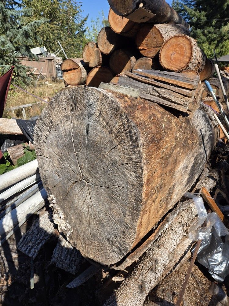 Oak Saw Log 