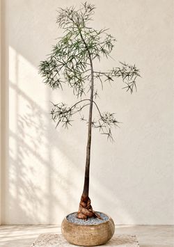 ~ 9 Ft. Tall Queensland Bottle Tree/ Brachychiton Rupestris (Planter Included) ‘Local LA Seller’