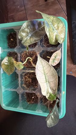 Alocasia pink Polly mint