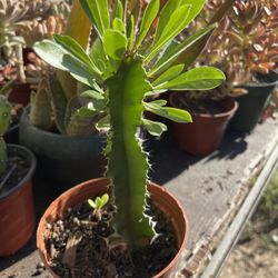 Cactus and succulent’s 4”inch. 🪴