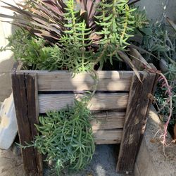 Succulent Planter box