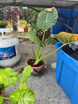 Small Alocasia