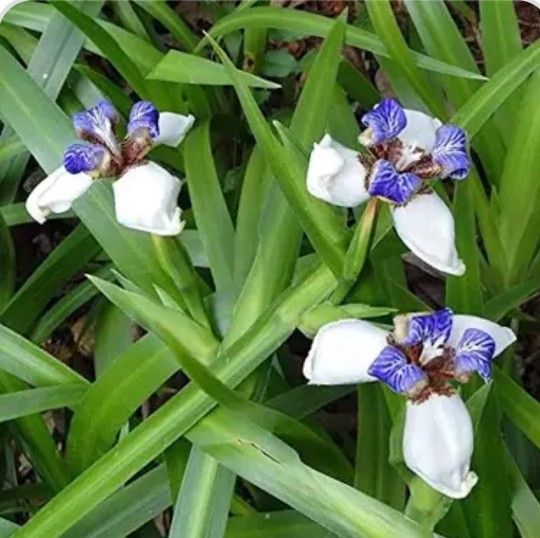 Walking Iris Plants