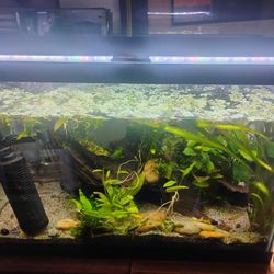 20 Gallon Planted Aquarium 