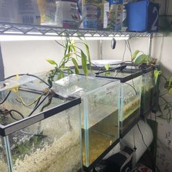 10 Gallon Tanks For Sale 