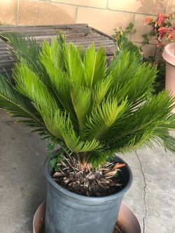 Sago Palm Tree, ready for planting