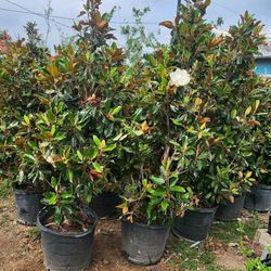 Little Gem Magnolia Trees 15gallon @(contact info removed)