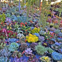 Succulent Sale