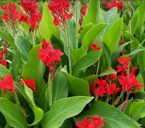 Achira plant