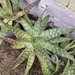 Aloe vera