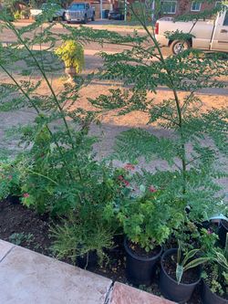 Garden Sanctuary Plants Aloe Vera Plants
