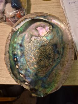 Irregular 7 1/2 in raw Abalone shell