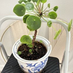 Mature Chinese Money Plant Or Pilea Peperomoides 