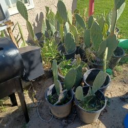 Planta De Nopal  A 5 Y 10