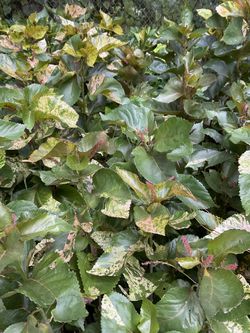 Copier Leaf Beautiful 