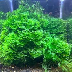 Aquarium Plant (BUY 2 GET 1 FREE)