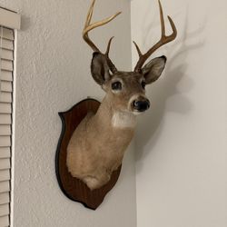 Deer Mount